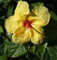 h hibiscus